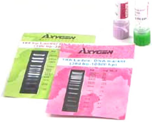 Axygen Bioscience 1kb DNA Ladder, range 300-10,000bp (500uL)