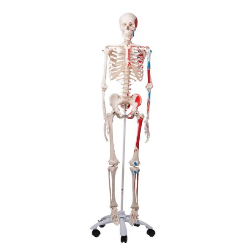Skeleton Biological full size on stand with castors, 170cm Skeleton