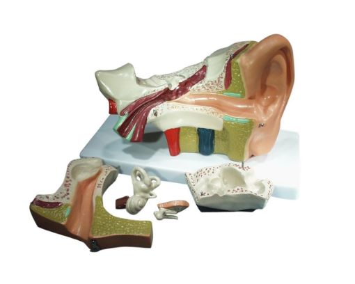 model ear biological, large, 5 parts