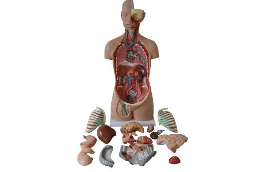 Picture of Model, Human Torso, Sexless, 85cm, 20 Parts, Packed Size: 92x43x29 12 Kgs
