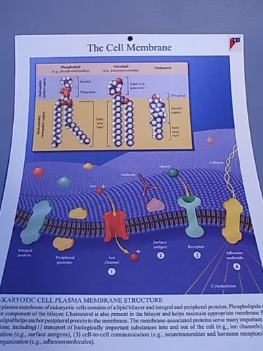 Picture of Chart, Biology, Cell Membrane, 50cmx66cm, Plastic