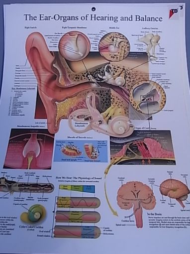Picture of Chart, Biology, Ear, 50cmx66cm, Plastic