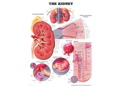 Picture of Chart, Biology, Kidney, 50cmx66cm, Plastic