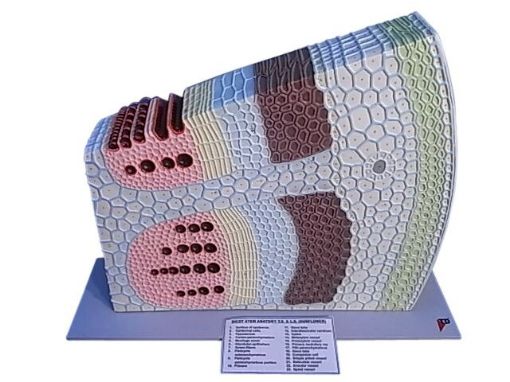 Picture of Model, Botanical, Dicot Stem (Sunflower)
