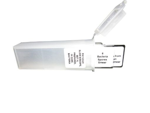 Picture of Slide, Microscope, Prepared, Set/6, Bacteria