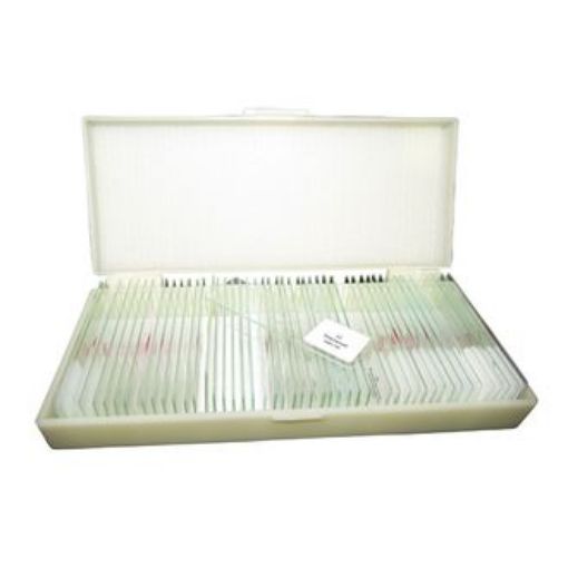 Slide, Microscope, Prepared, Set/50, Zoology Southern Cross Science