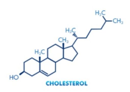 Picture of Model, Molecular Set, Cholesterol