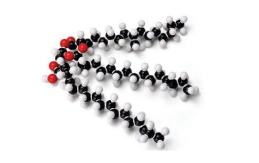 Picture of Model, Molecular Set, Glyceryl Tristearate (Fat)